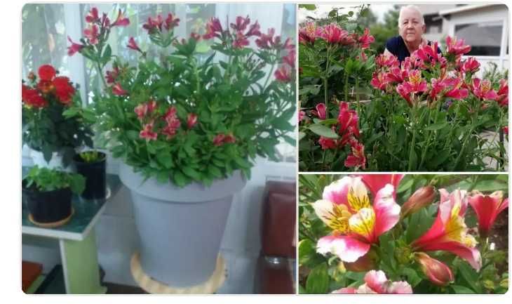 Продам саженцы  Альстромери