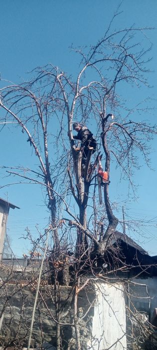 Спилим деревья от 5000тг