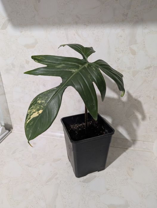 Филодендрон Маска вариегатный