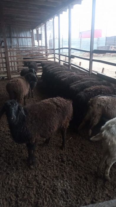 Жас бұқа, қой, тоқты