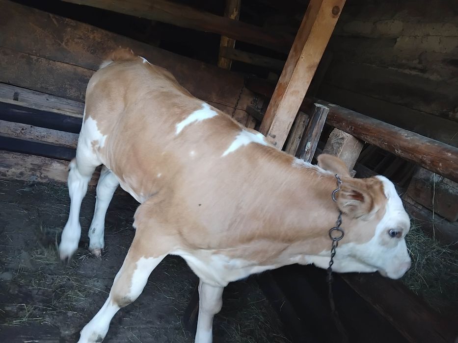 Vând vițea bălțată românească