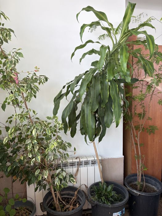 цветы комнатные разные