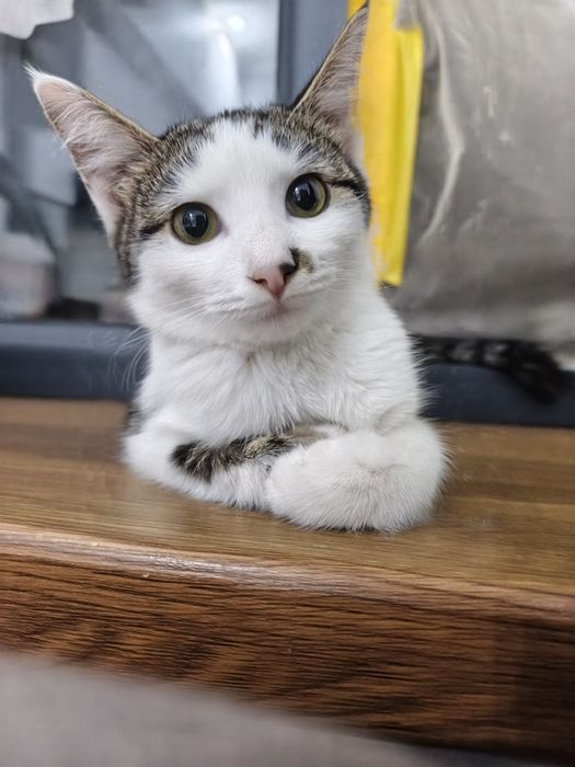 Отдадим котенка в хорошик руки