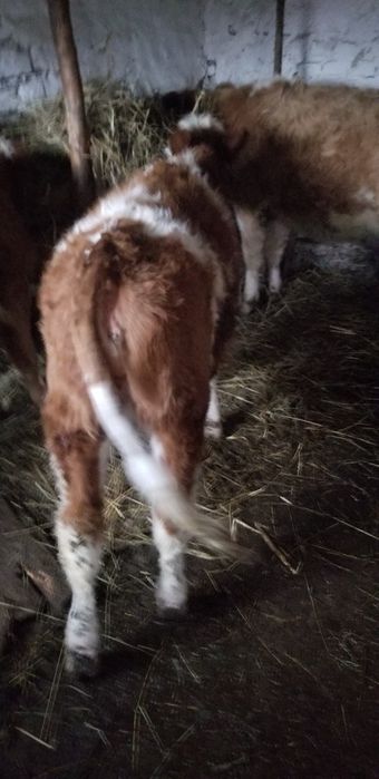 Vand vitele intarcate