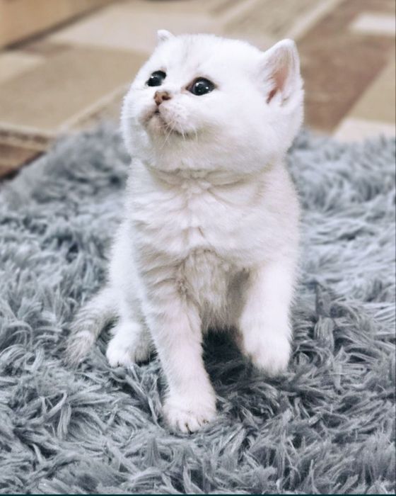 Продам котят Шиншиллят