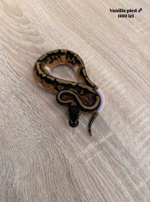 Pitoni regali puiuti