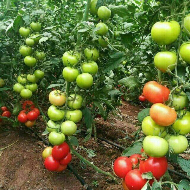 Иссикхона кучатлари бор