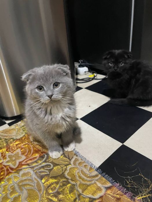 Скотиш фолд емланган