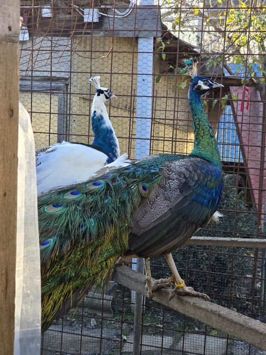 Vand pauni diferite varietati