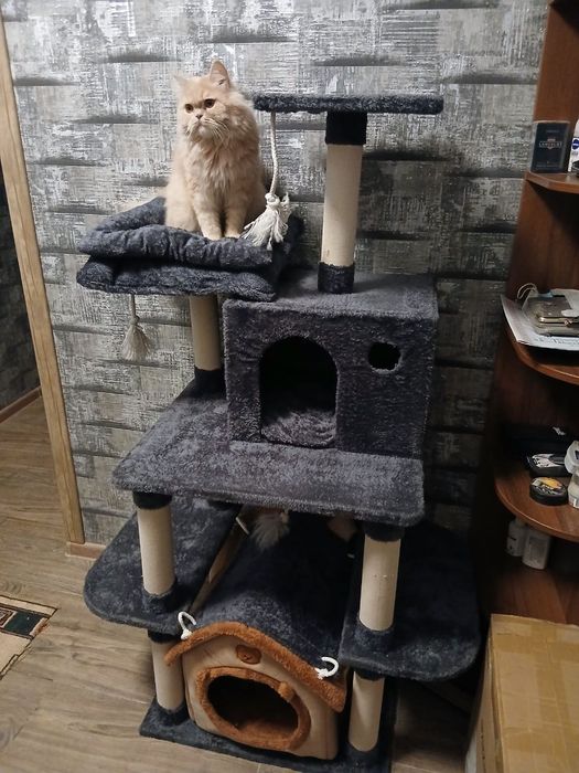 Чистокровные шотландские кошки.