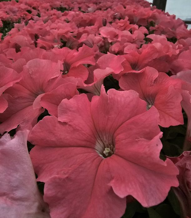 Петуния рассада цветов оптом