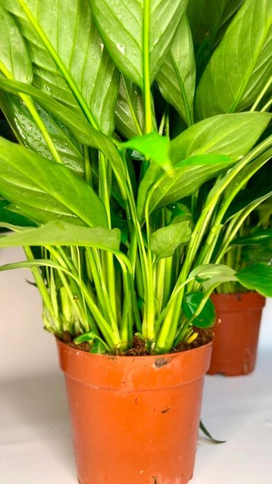 Спатифиллум 7500 тенге