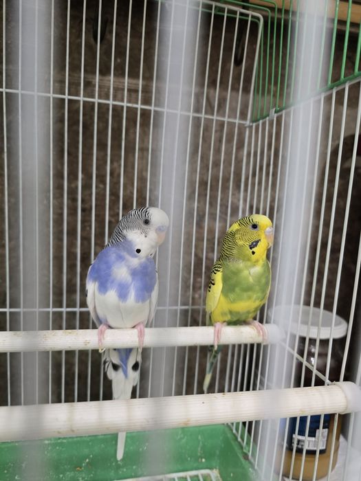 Продаются попугаи