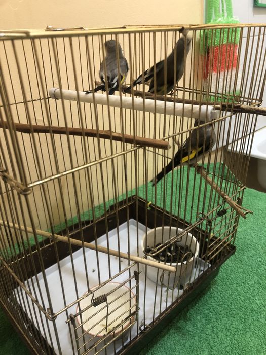 Папугой 3шт сатылады