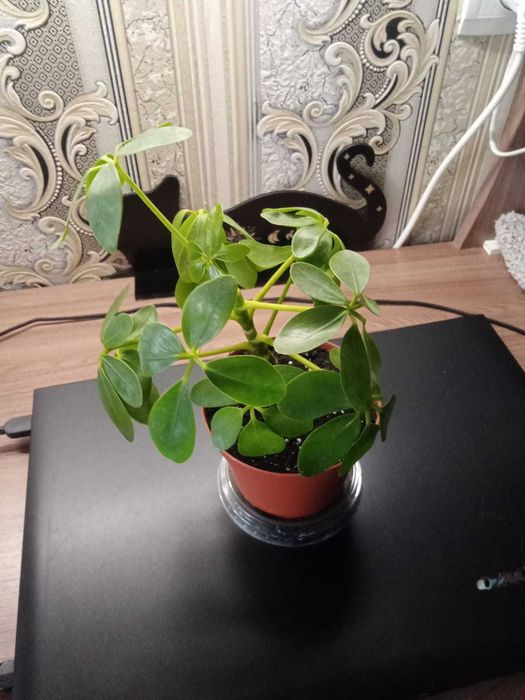 Шефлера Древовидная