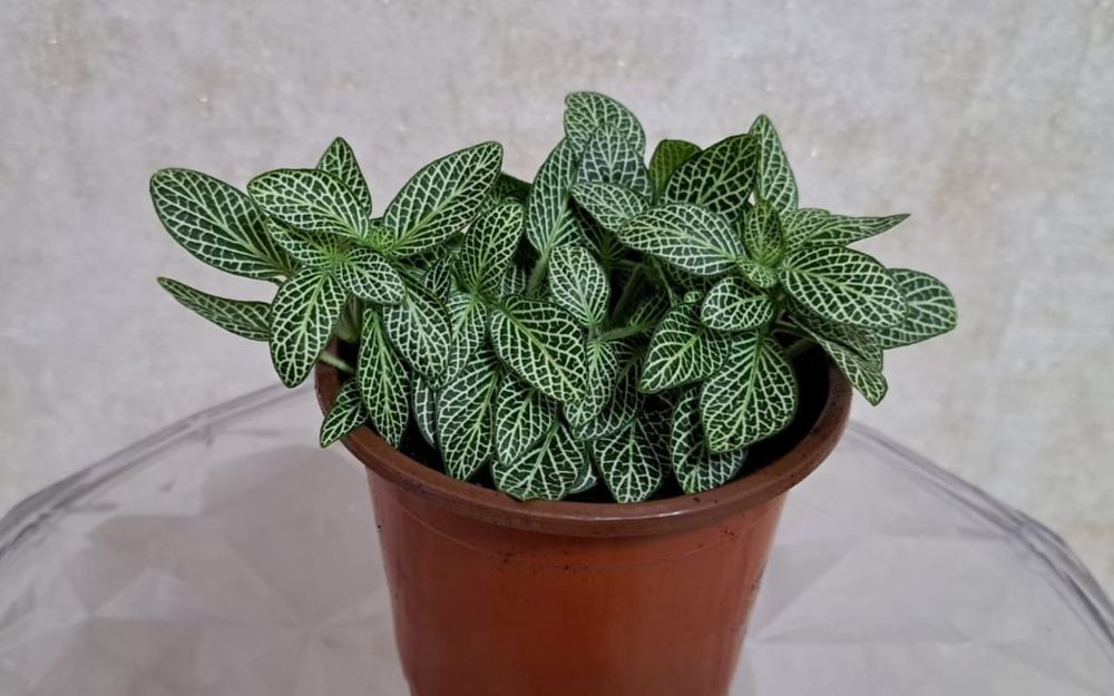 Фиттония  Фиттония