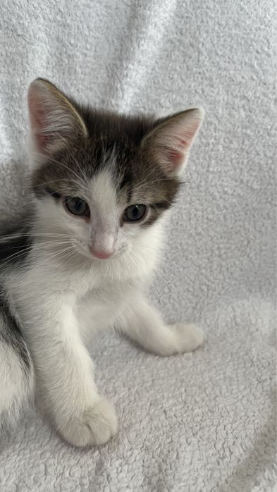 Отдам котят в добрые руки!