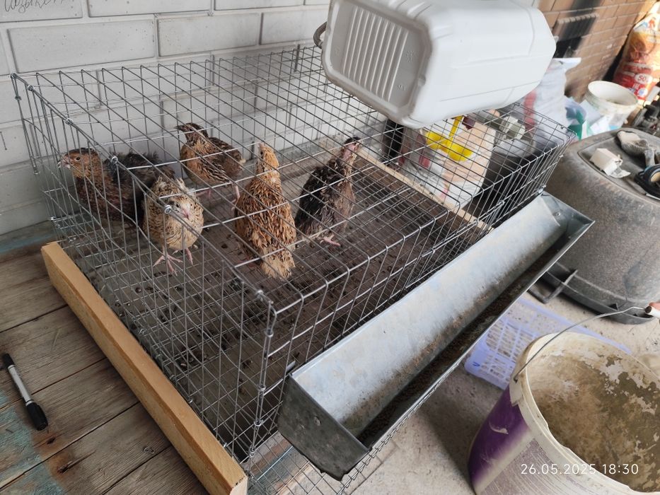 Мини ферма на 20 перепелов