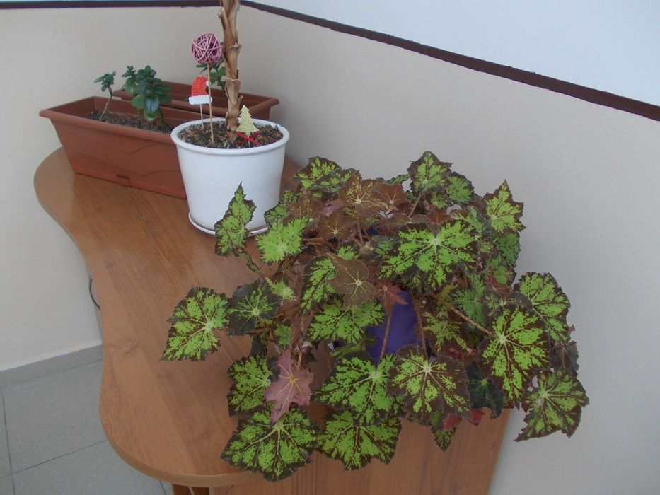 Nikon CoolPix L23    10.1 Мрх