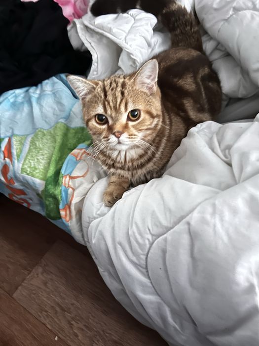 Шотландский кот в добрые руки