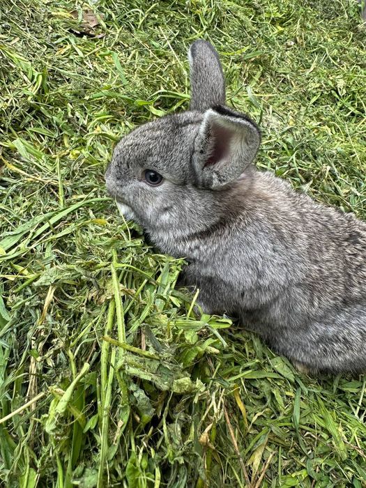 Quyon bolalari sotiladi 1 oylik