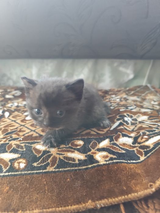 Отдам котят в добрые руки
