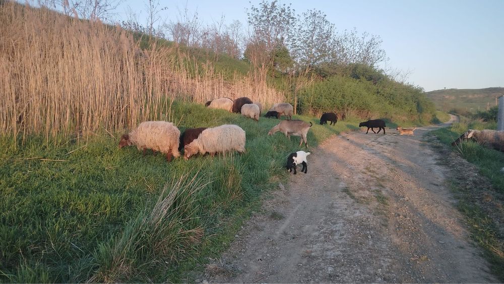 Capre si oi de vanzare