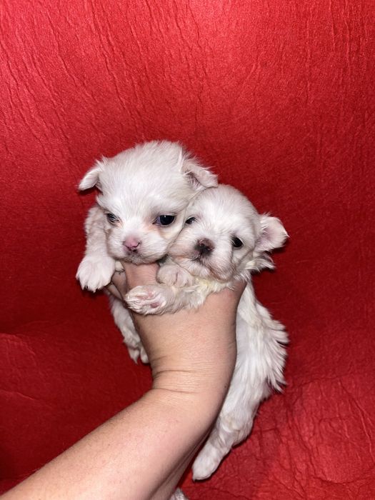 Красивые мини девочки Мальтезе