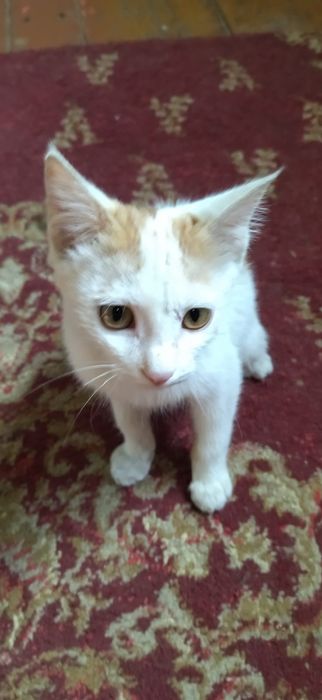 котята бесплатно в хорошие руки