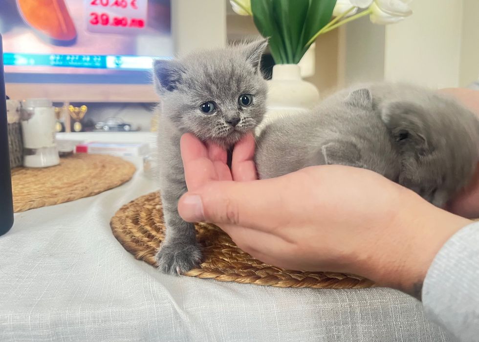 Продава британски късокосмести котета