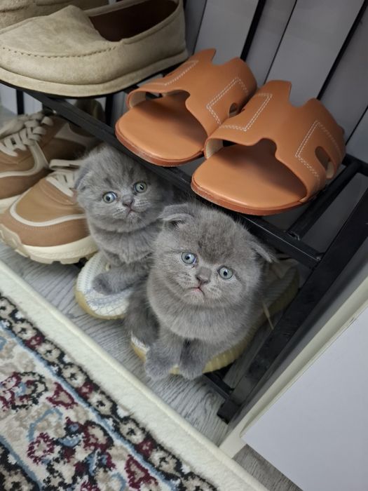 Продаются элитные котята 3 девочки 1 мальчик