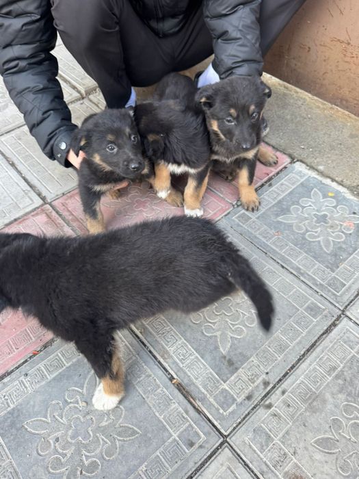 Немецкие овчарки