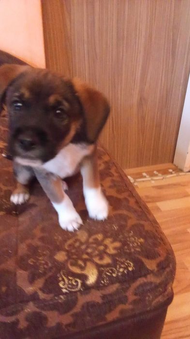 Подарявам кученца