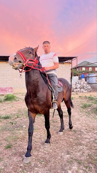 Айғыр 5 жасар Ағылшын-Дончак