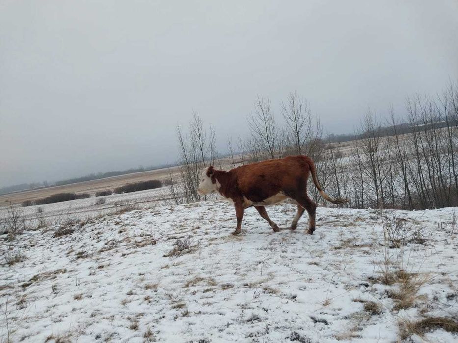 Продам крс 9 голов