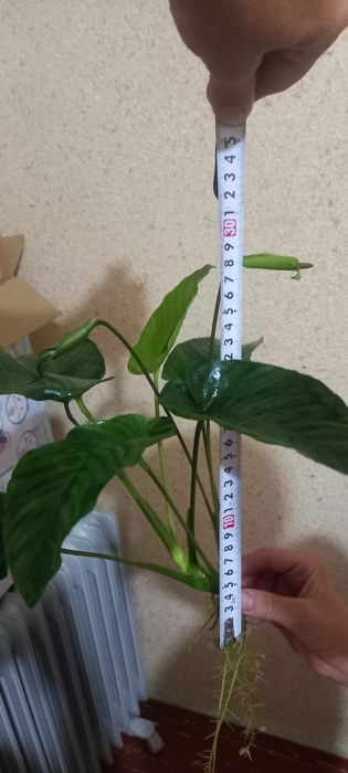 Аквариумное растения анубиас