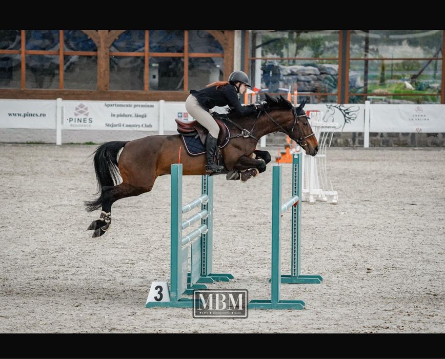 Cal de sport sarituri peste obstacole
