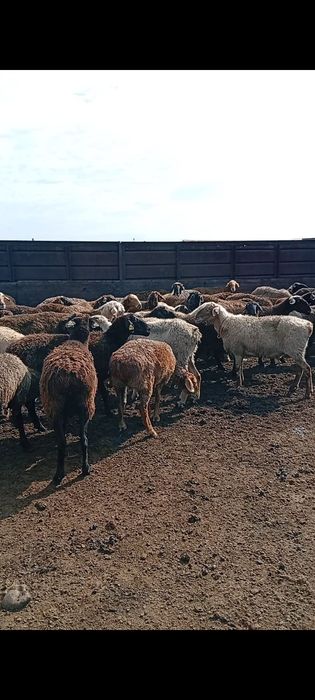 Продам баранов!!! оптом