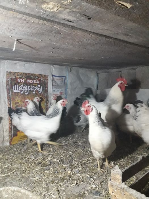 Яйцо инкубационое