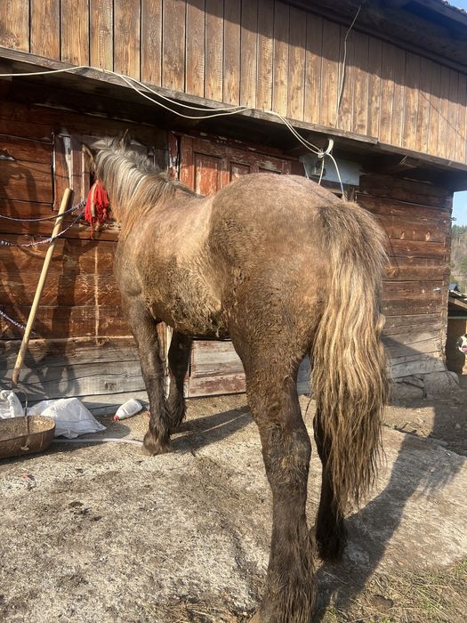 Vand manz de un an si 7 luni