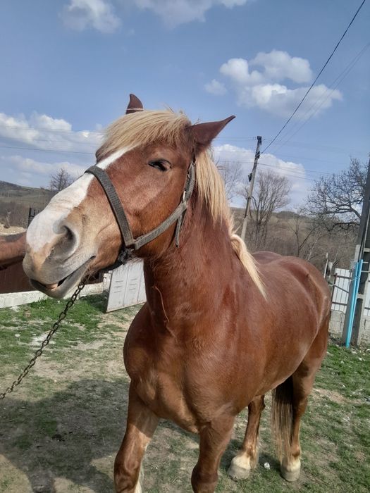 Vand iapa de 5 ani tanara