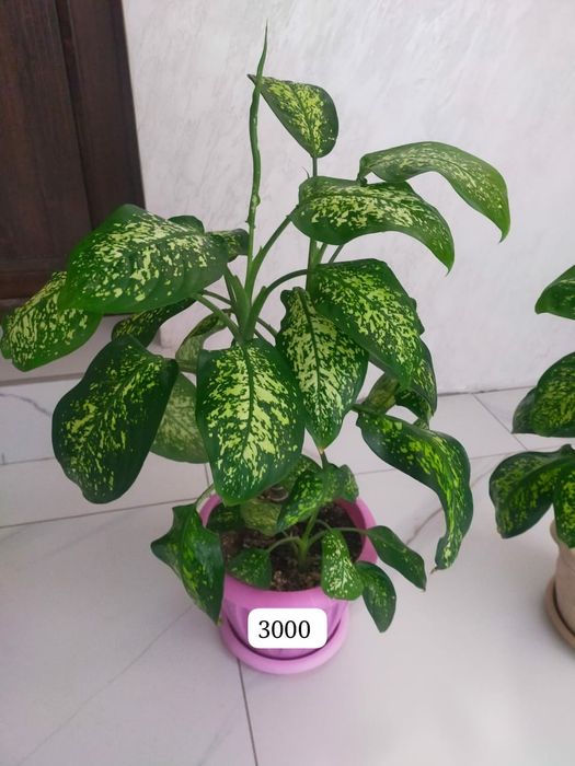 Диффенбахия, замиокулькас