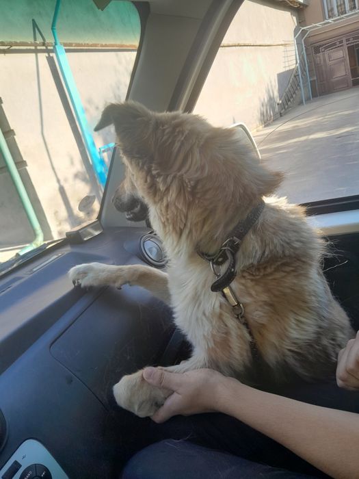 Отдам в ответственные руки