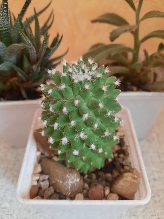 Продам кактусы и суккуленты.