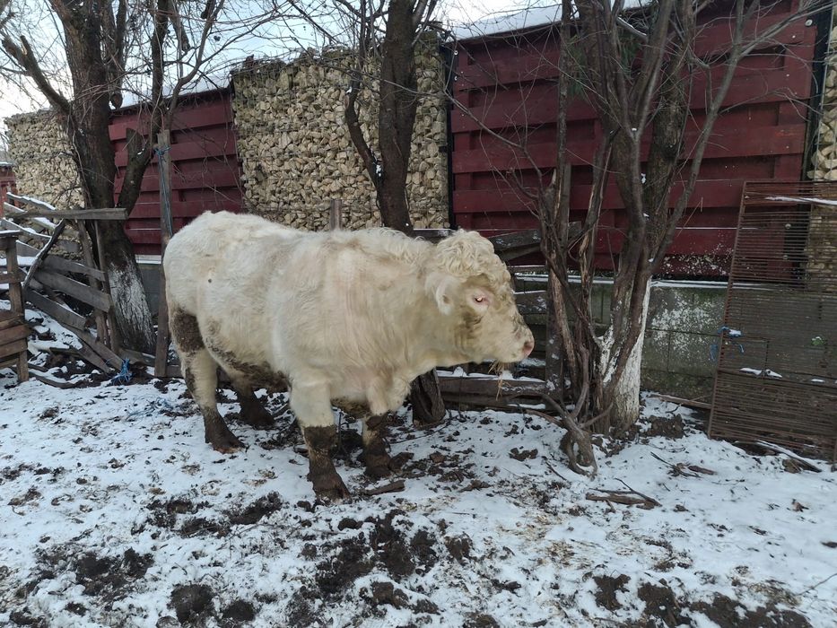 Vand taur reproductie