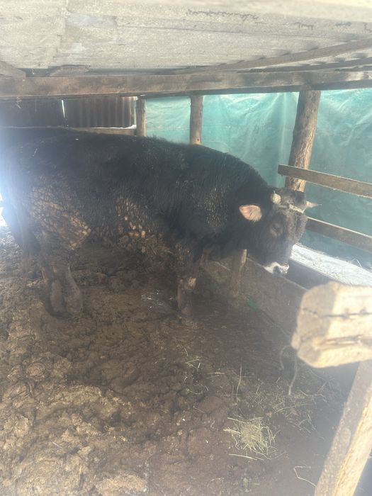 Продам 2 быка алатау