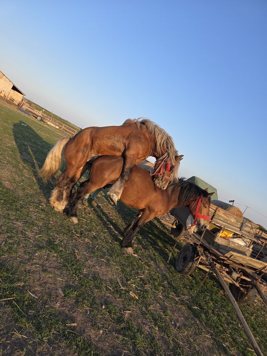Mânz(armăsar) de vânzare