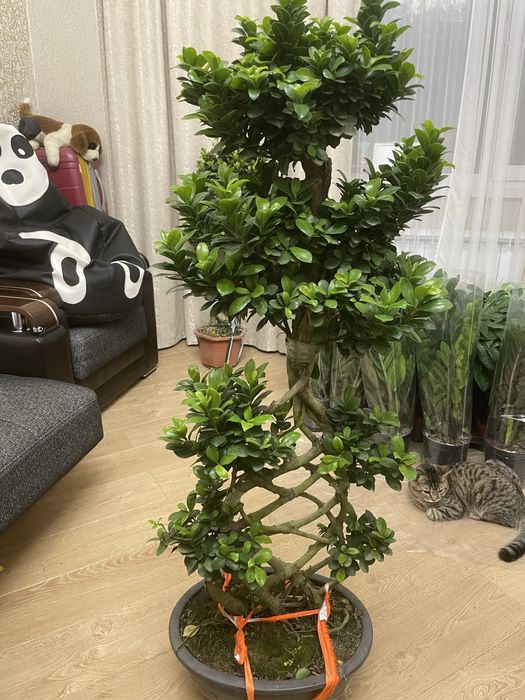 Дерево миллионера Бонсай