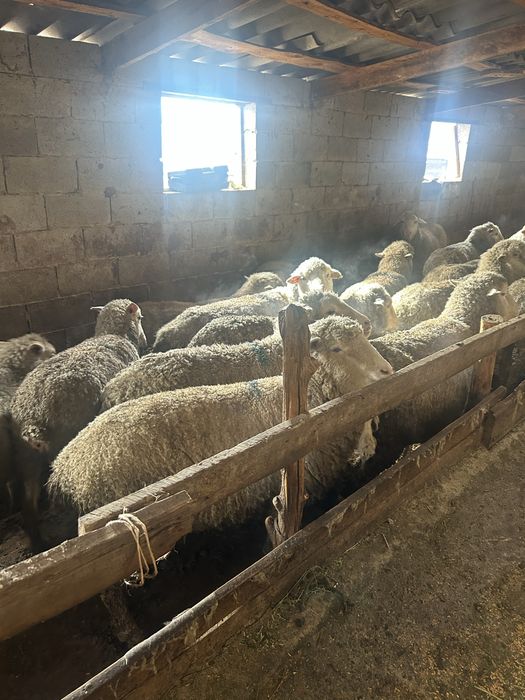 Семіз қой сатылады