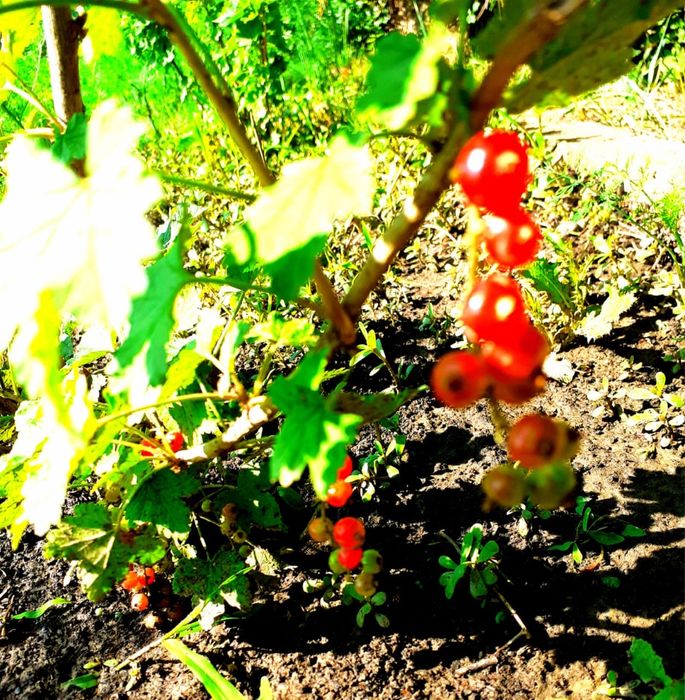 Дача продается/ Саяжай сатылады